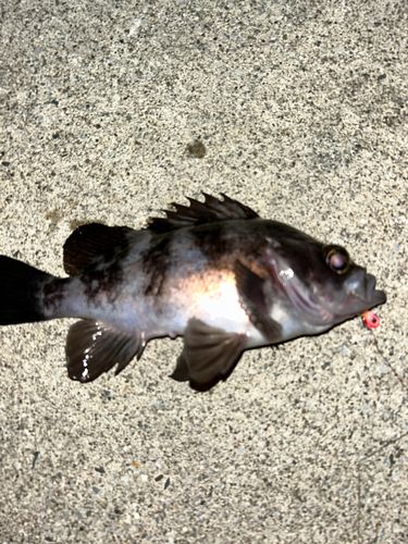 三陸海岸（岩手）