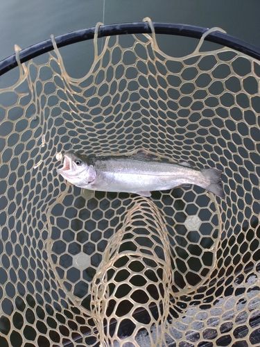 ニジマスの釣果