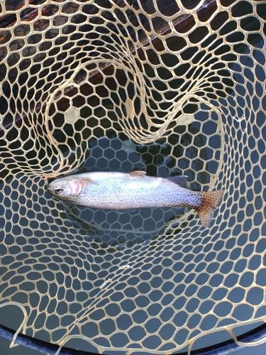 ニジマスの釣果