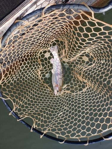 ニジマスの釣果