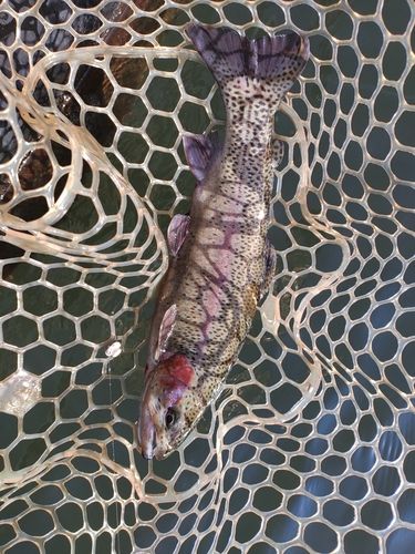 ニジマスの釣果