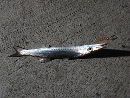 カマスの釣果