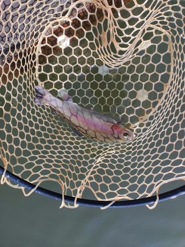 ニジマスの釣果