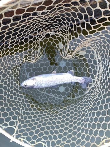 ニジマスの釣果