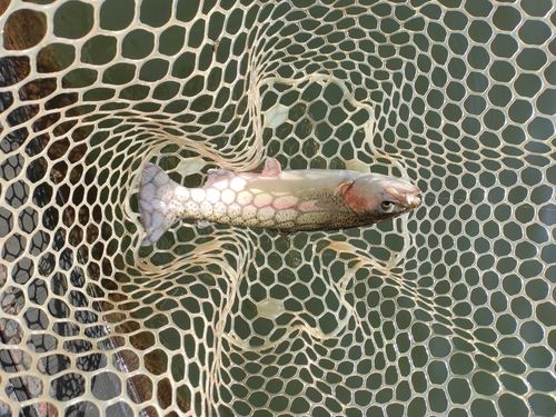 ニジマスの釣果