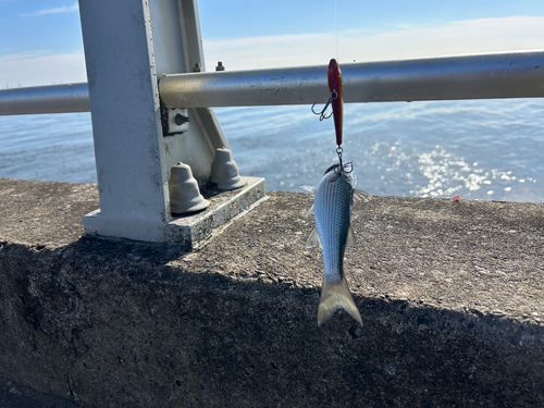 東京湾（アクアライン以北）