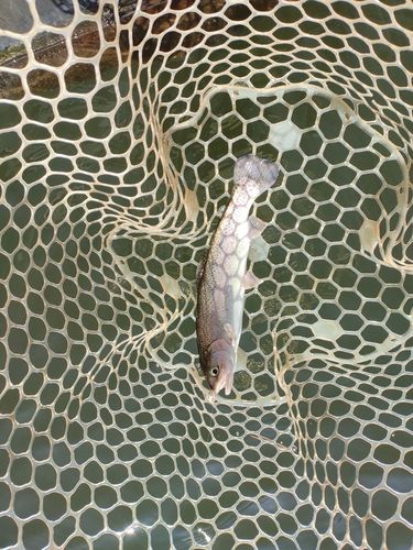 ニジマスの釣果