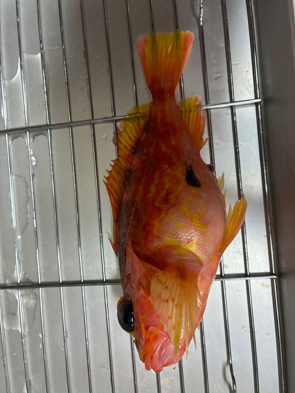 AiSakiさんの釣果 1枚目の画像