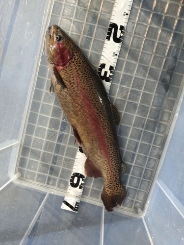 ニジマスの釣果