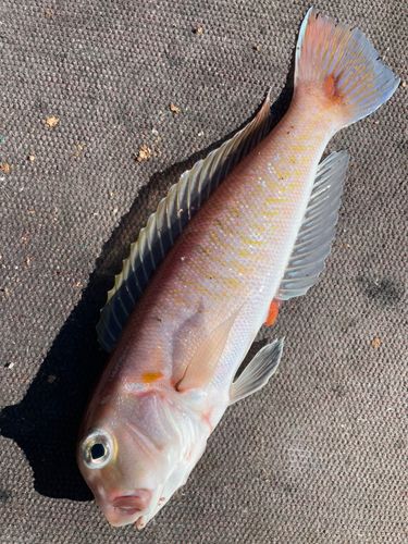 シロアマダイの釣果