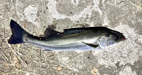 セイゴ（マルスズキ）の釣果