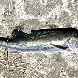 セイゴ（マルスズキ）