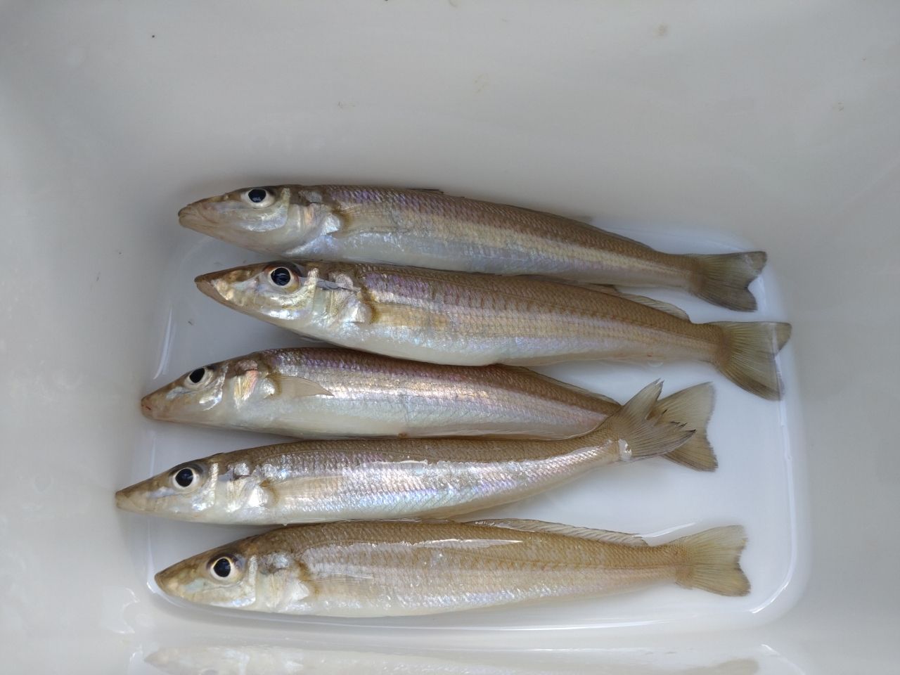 DAIWA 17ウインドサーフ 35 細糸の最安値・インプレ・釣果 | 本音の