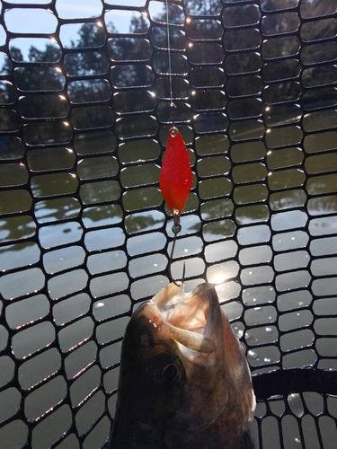 ニジマスの釣果