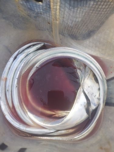 タチウオの釣果