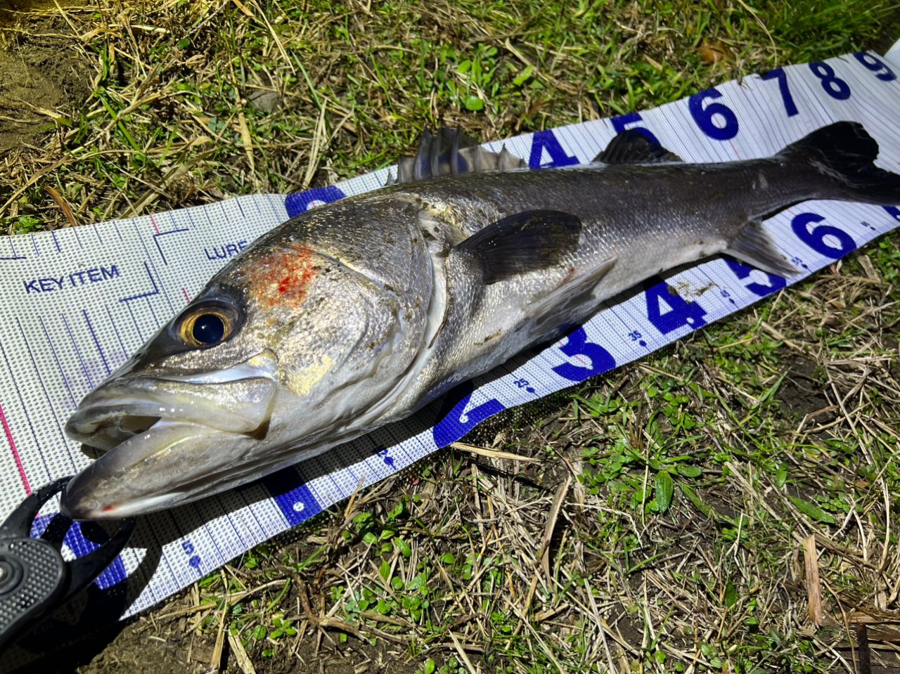 SHIMANO 23ヴァンキッシュ C3000MHGの最安値・インプレ・釣果 | 本音の