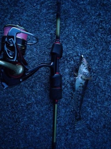 アナハゼの釣果