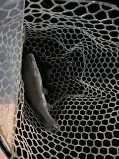 ニジマスの釣果