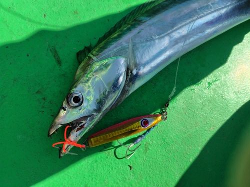タチウオの釣果