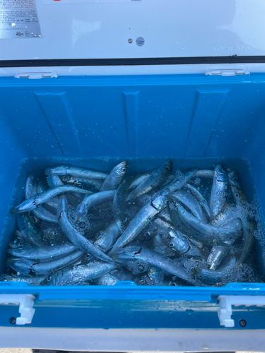 マイワシの釣果