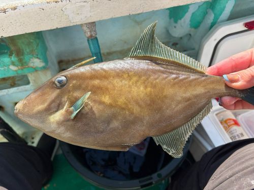 ウマヅラハギの釣果