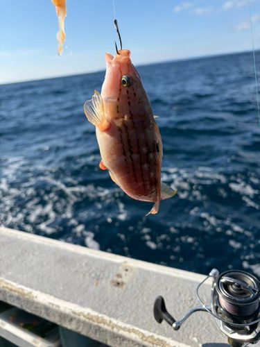 アカササノハベラの釣果