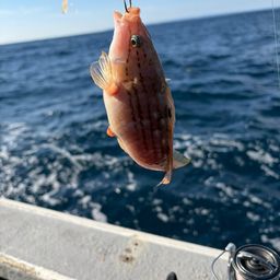 アカササノハベラ