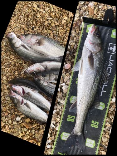 シーバスの釣果