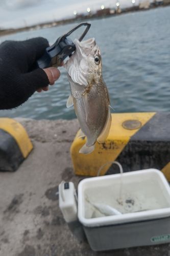 シログチの釣果