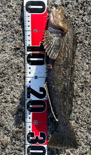 アイナメの釣果