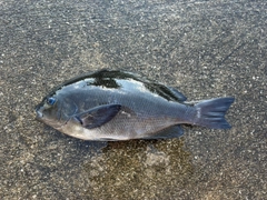クチブトグレの釣果
