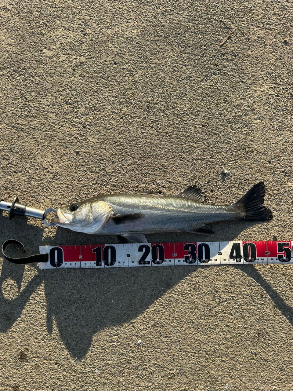 フッコ（マルスズキ）