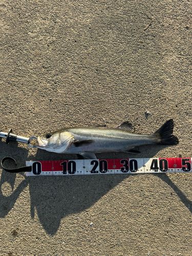 フッコ（マルスズキ）の釣果