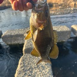 スモールマウスバス