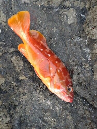 アカハタの釣果