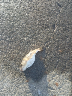 フグの釣果
