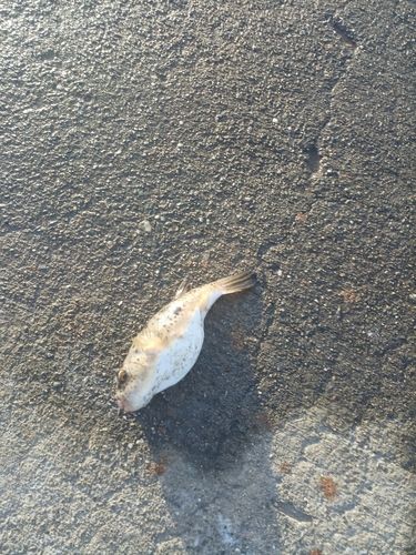 フグの釣果