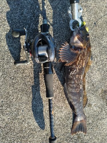 アイナメの釣果