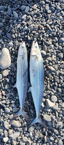 サゴシの釣果