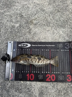 アイナメの釣果