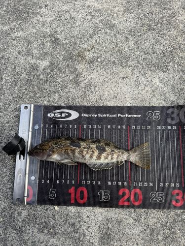 アイナメの釣果