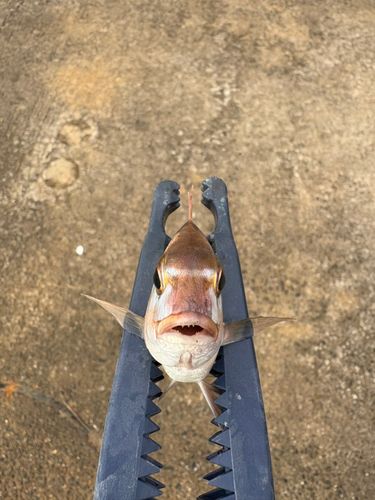 チャリコの釣果