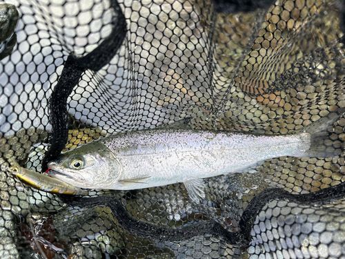 サクラマスの釣果