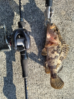 タケノコメバルの釣果
