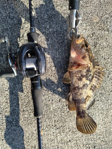 タケノコメバルの釣果