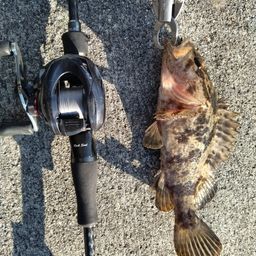 タケノコメバル