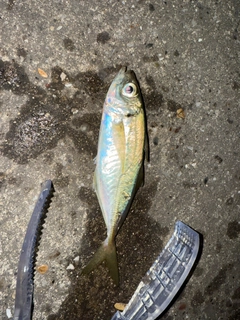 マアジの釣果