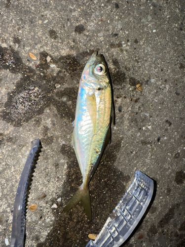 マアジの釣果