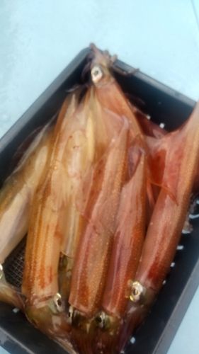 ヤリイカの釣果
