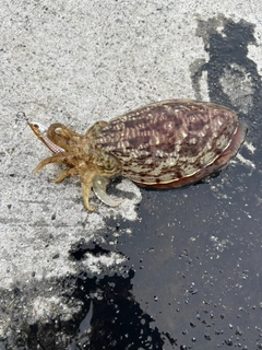 コウイカの釣果